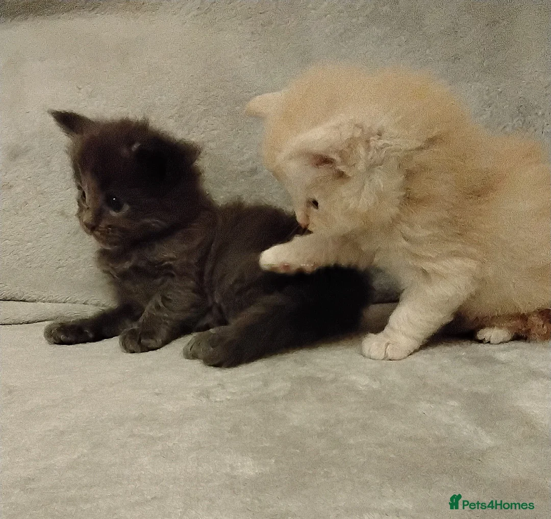 Maine Coon cats for sale: Exceptional Maine Coon kittens available - Advert 20