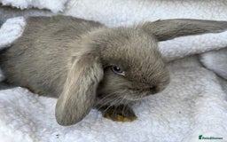 Mini Lop rabbits for sale: Pure Bred Mini Lop Babies - Advert 1