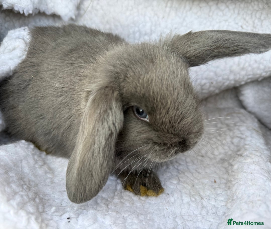 Mini Lop rabbits for sale: Pure Bred Mini Lop Babies - Advert 1