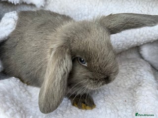 Mini Lop rabbits Pure Bred Mini Lop Babies - Advert 1