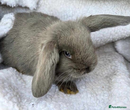 Mini Lop rabbits Pure Bred Mini Lop Babies - Advert 2