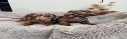 Miniature Dachshund dogs for sale: Miniature dachshund  - Advert 7