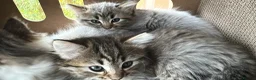 Mixed Breed cats for sale: Beautiful Kittens READY NOW!!! - Advert 14