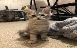 Maine Coon cats for sale: Maine coon kitten Female - Advert 9