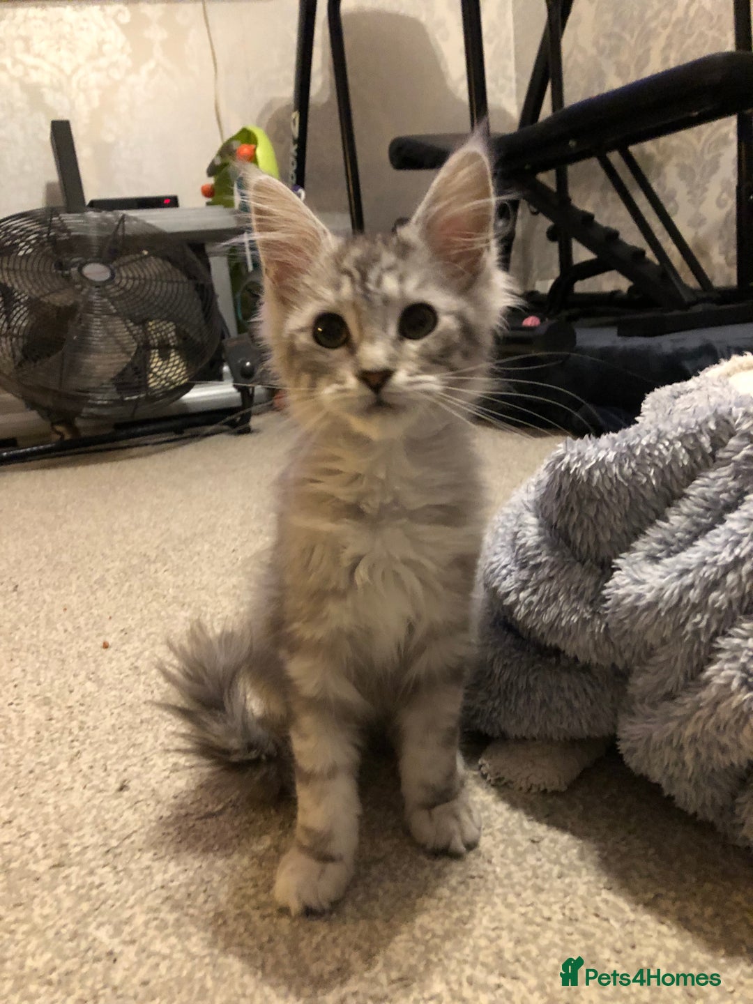 Maine Coon cats for sale: Maine coon kitten Female - Advert 9