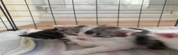 Mixed Breed cats for sale: Angora/mainecoon mix - Advert 4