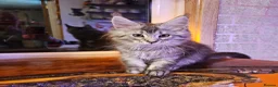 Maine Coon cats for sale: BEAUTIFUL MAINE COON KITTENS FOR SALE - Advert 15