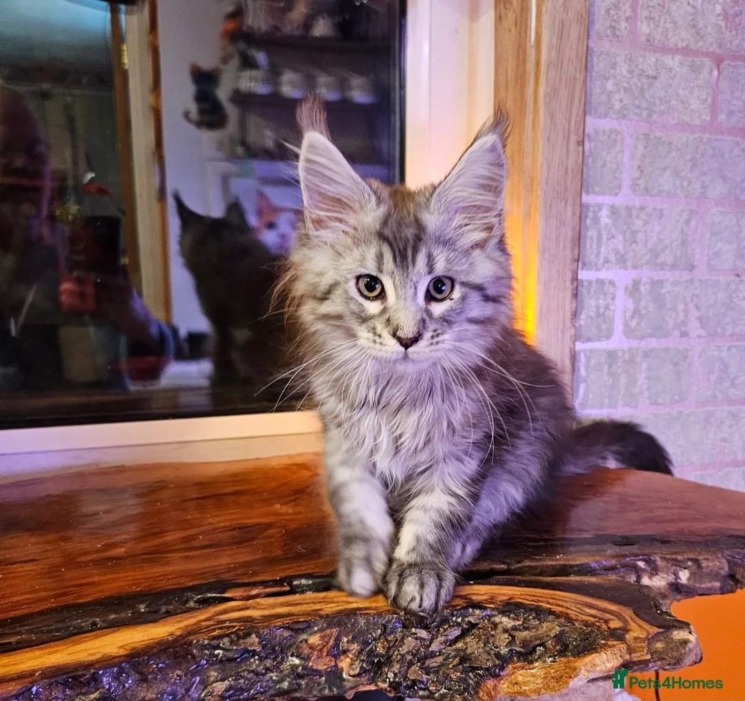 Maine Coon cats for sale: BEAUTIFUL MAINE COON KITTENS FOR SALE - Advert 15