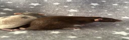 Rat rodents for sale: Older Dumbo Rats 5+months Male and Female  - Advert 4