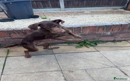 Labradoodle dogs for sale: labradoodle Male  - Image 5