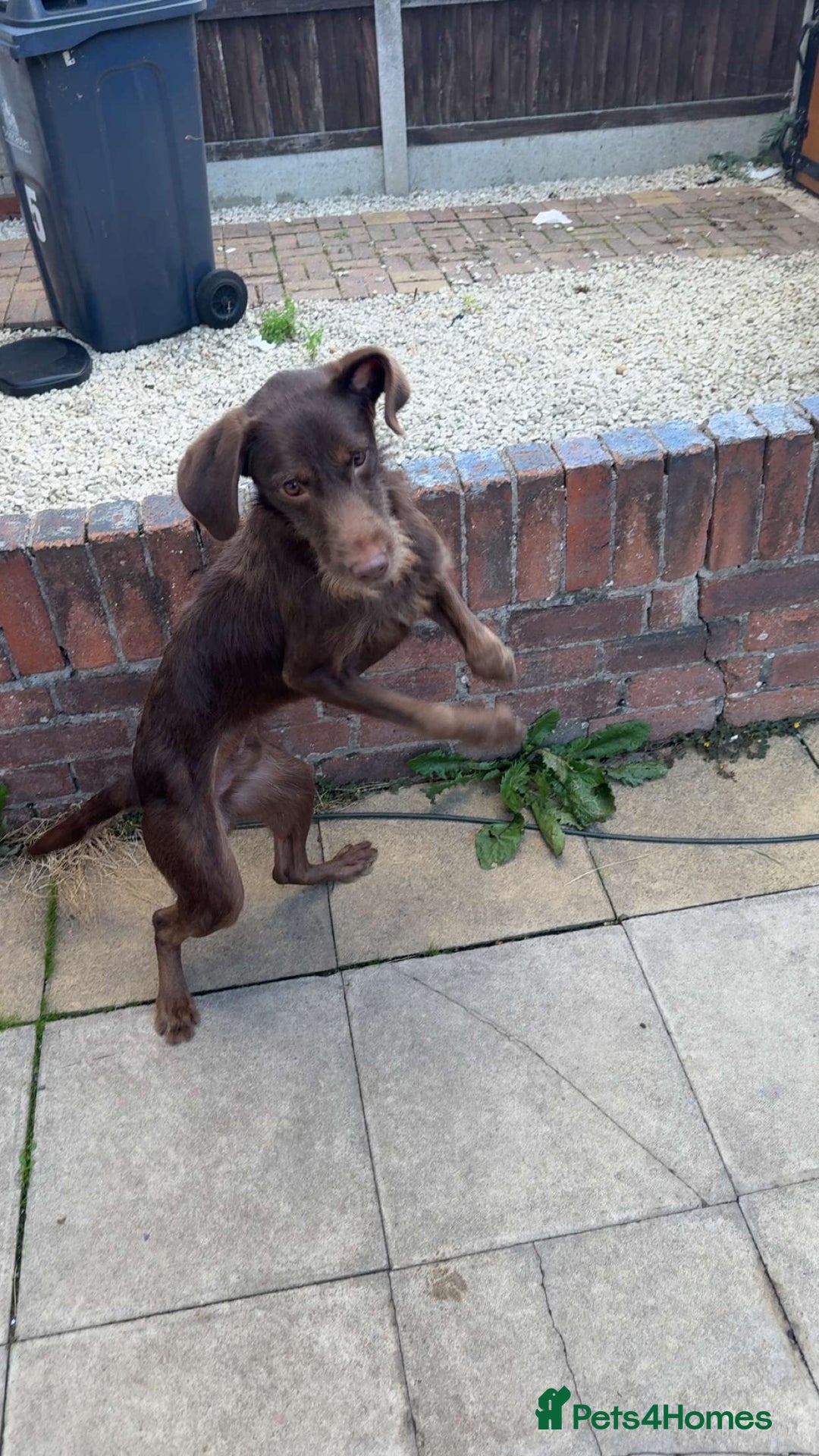 Labradoodle dogs for sale: labradoodle Male  - Image 5