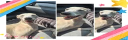 Italian Greyhound dogs for stud: KC registred Italian Greyhound proven for studding - Advert 2