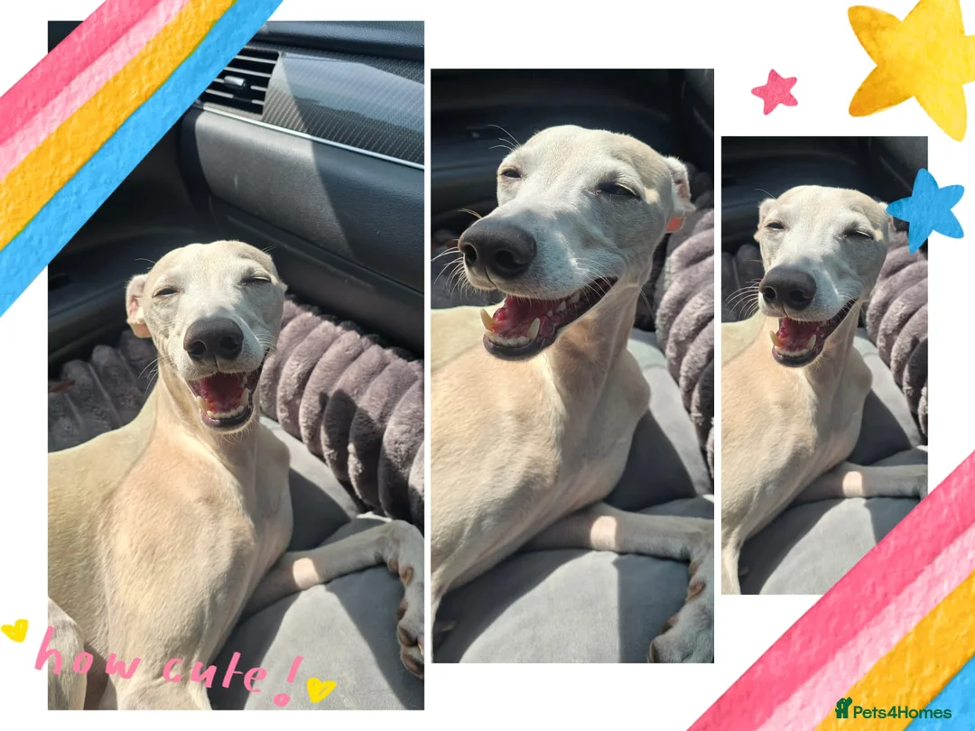 Italian Greyhound dogs for stud: KC registred Italian Greyhound proven for studding - Advert 2