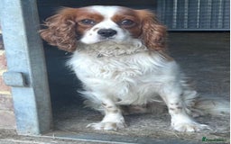Cavapoo dogs for sale: Stunning F1b Deep Fox Red Toy cavapoos - Image 18