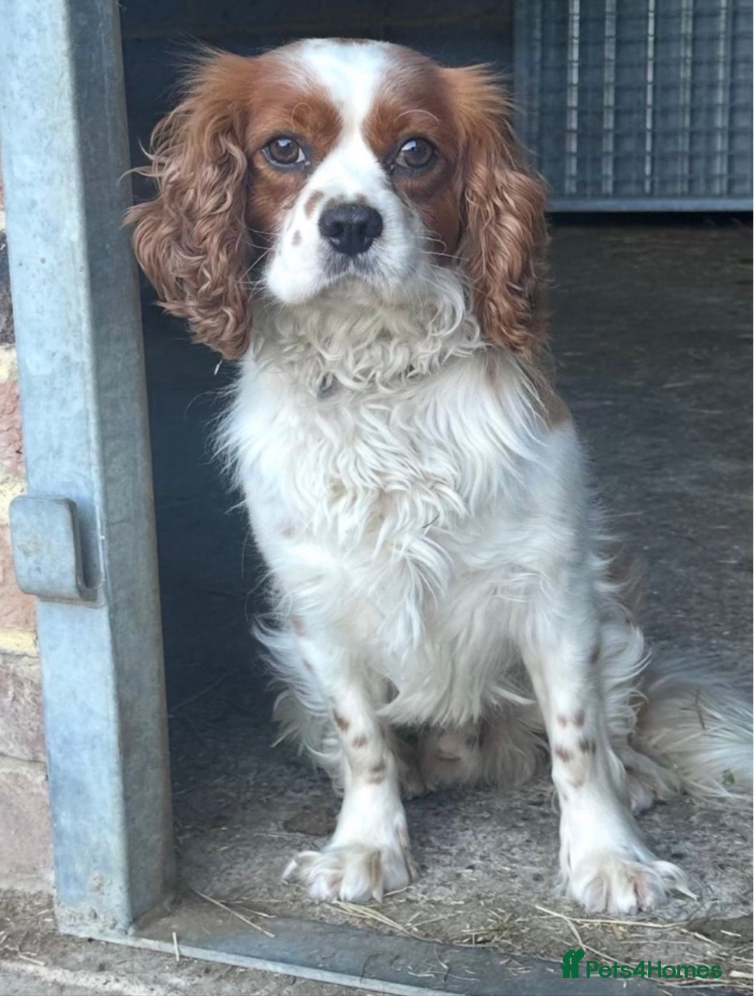 Cavapoo dogs for sale: Stunning F1b Deep Fox Red Toy cavapoos - Image 18