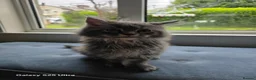 Maine Coon cats for sale: Stunning pure maine coons 1 boy and 1 girl left  - Advert 9