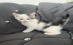 Mixed Breed cats for sale: Lovely kittens - Image 6