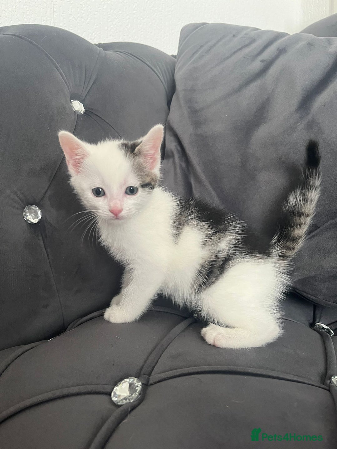 Mixed Breed cats for sale: Lovely kittens - Image 6