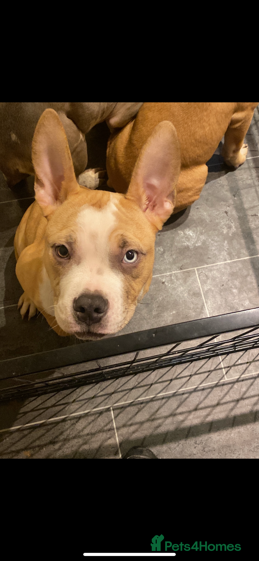 American Bully dogs for sale: American pocket bully puppies ready to go - Advert 10