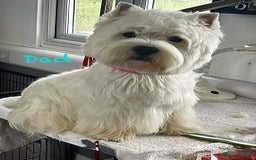 West Highland Terrier dogs for sale: KC West Highland Terrier - Image 23