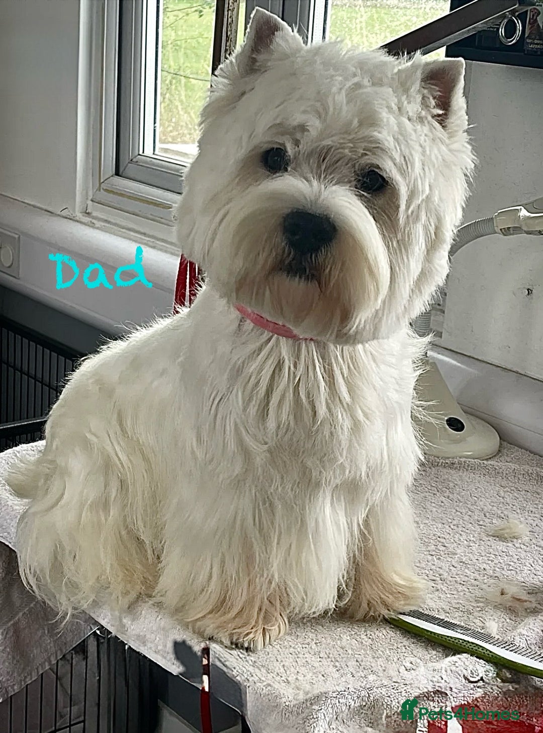 West Highland Terrier dogs for sale: KC West Highland Terrier - Image 23