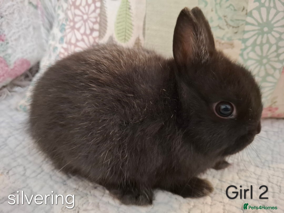 Netherland Dwarf rabbits for sale: Purebred Netherland Dwarf Rabbits Now  - Image 3