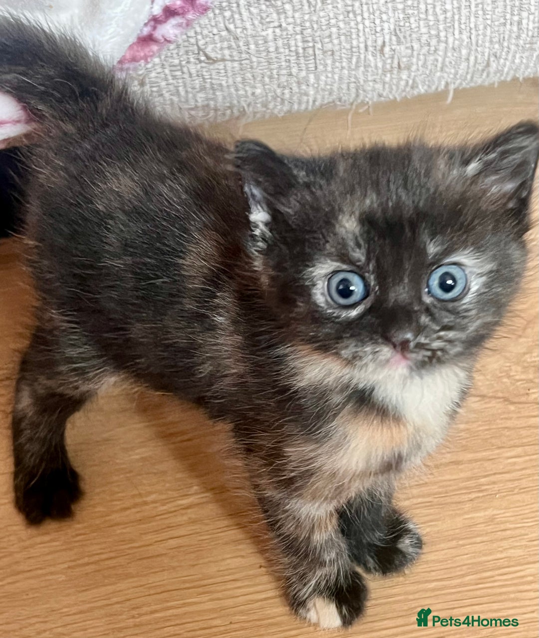 British Longhair cats for sale: 2 adorable kittens looking for their forever home - Image 14