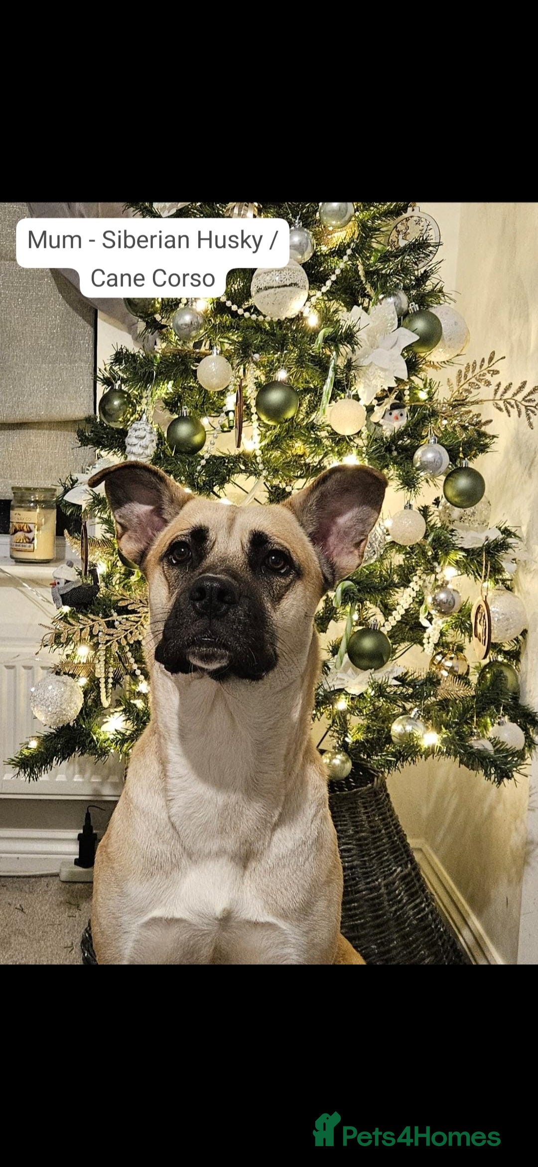 Mixed Breed dogs for sale: Beautiful Mix, Husky/Corso X Akita/Staff, Large  - Advert 7