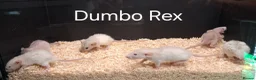 Rat rodents for sale: Baby Dumbo Rat's available, Males & Females  - Advert 5