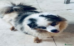 Pomeranian dogs for sale: Female - Image 1