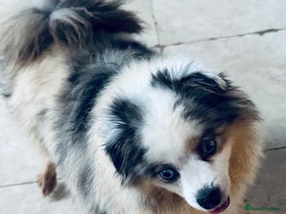 Mixed Breed dogs Female - Advert 1