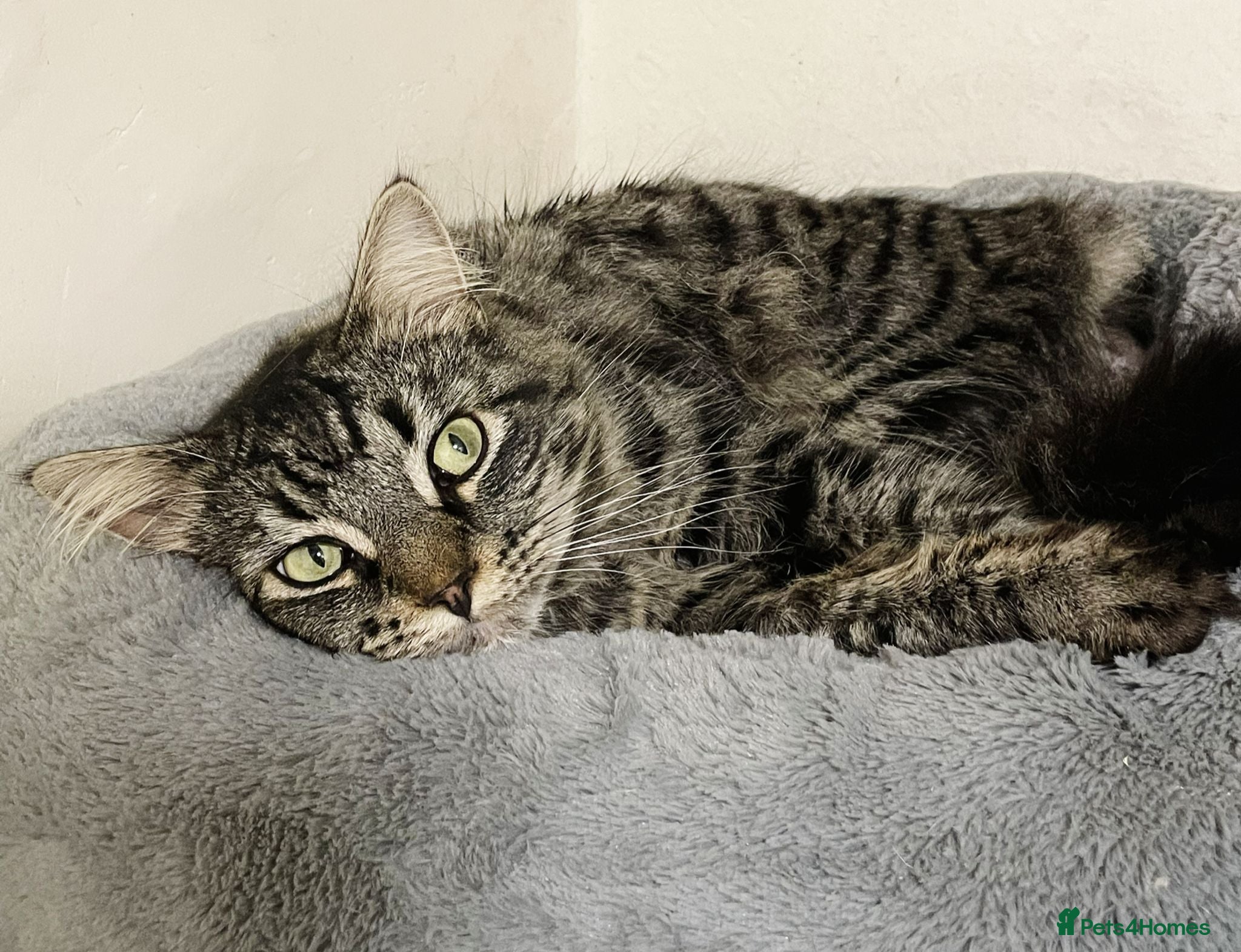 Domestic Shorthair cats Fitz, 18 month old male neutered  - Advert 2