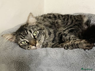 Domestic Shorthair cats Fitz, 18 month old male neutered - Advert 1