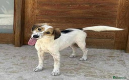 Mixed Breed dogs for adoption: Georgie needs a loving home  - Image 8