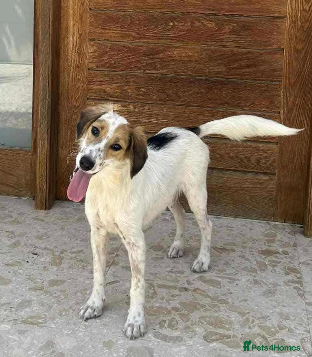 Mixed Breed dogs for adoption: Georgie needs a loving home  - Image 8