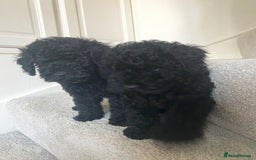 Miniature Poodle dogs for sale: Beautiful miniature poodles  - Advert 13
