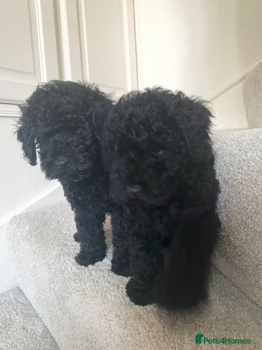 Miniature Poodle dogs for sale: Beautiful miniature poodles  - Advert 13