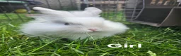 Mixed Breed rabbits for sale: Ready now. Mixed breed lops for sale. - Advert 5