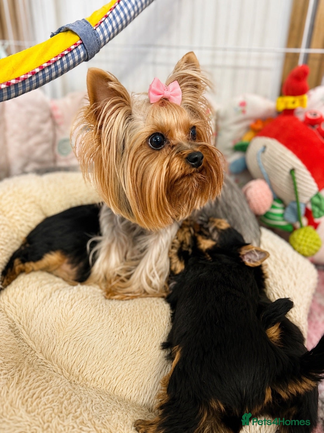 Yorkshire Terrier dogs Outstanding Show Quality RKC Registered Puppies - Advert 2