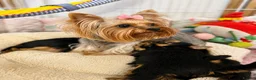 Yorkshire Terrier dogs for sale: Outstanding Show Quality RKC Registered Puppies - Advert 2
