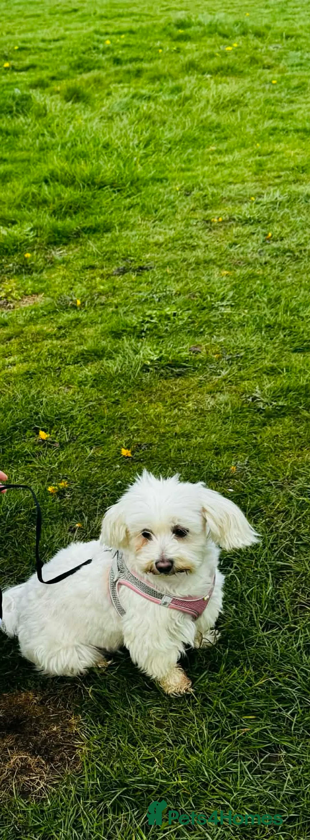 Maltese dogs for stud: Girls in Keighley - Advert 1