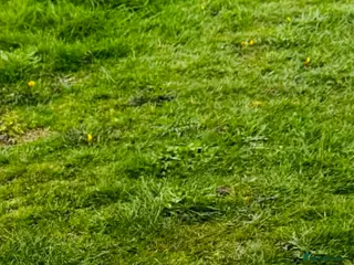 Maltese dogs Girls - Advert 2