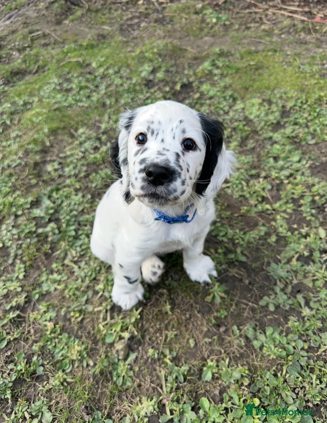 Cocker Spaniel dogs for sale: Male cocker spaniel  - Advert 2