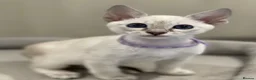Siamese cats for sale: GCCF Registered Traditional Siamese Kittens.  - Advert 9