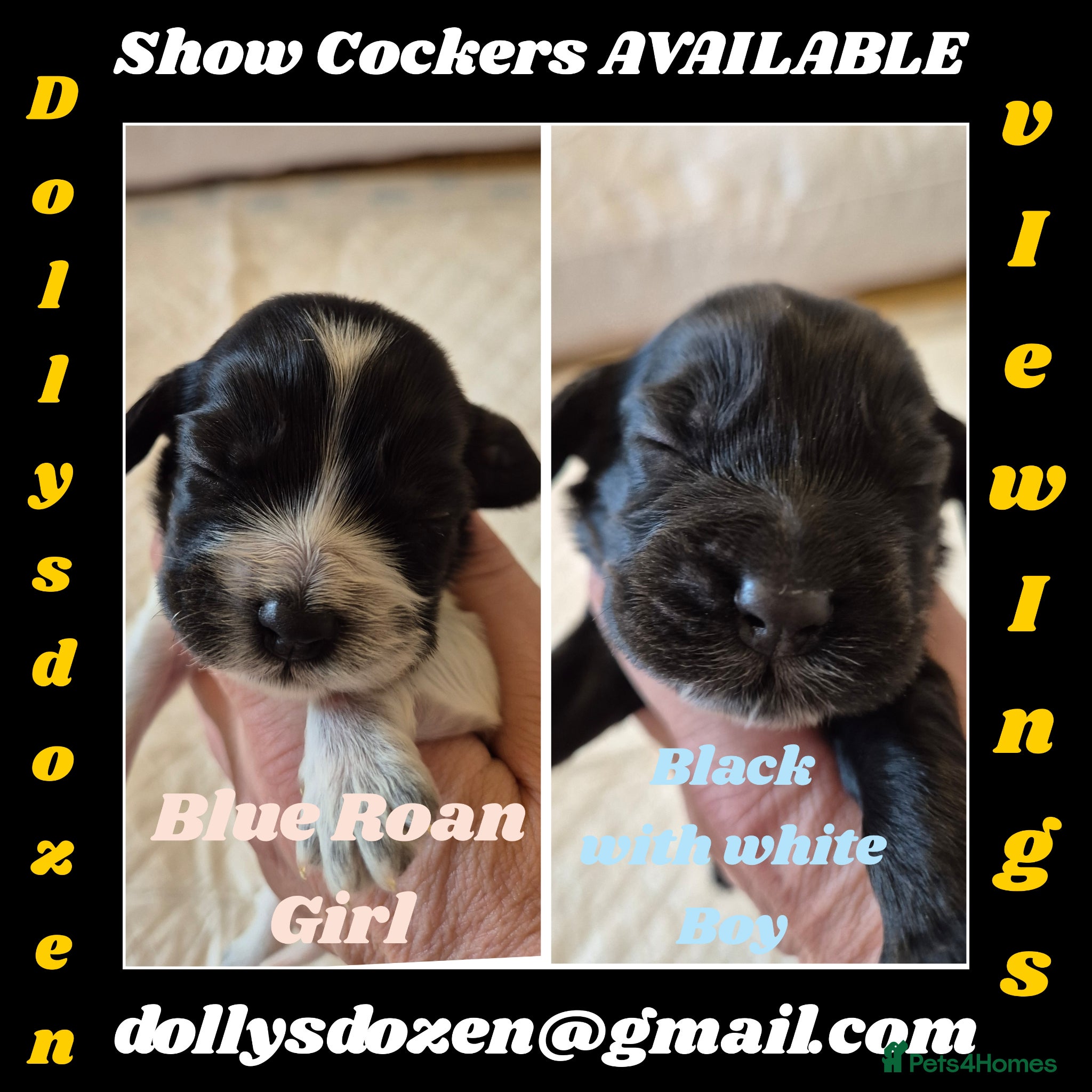 Cocker Spaniel dogs Show Cockers ~ 2 pups available GIRL & BOY - Advert 19