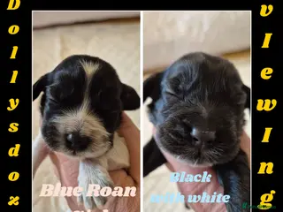 Cocker Spaniel dogs Show Cockers ~ 2 pups available GIRL & BOY - Advert 19