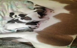 Mixed Breed dogs for sale: Cute litter of puppys - Image 3