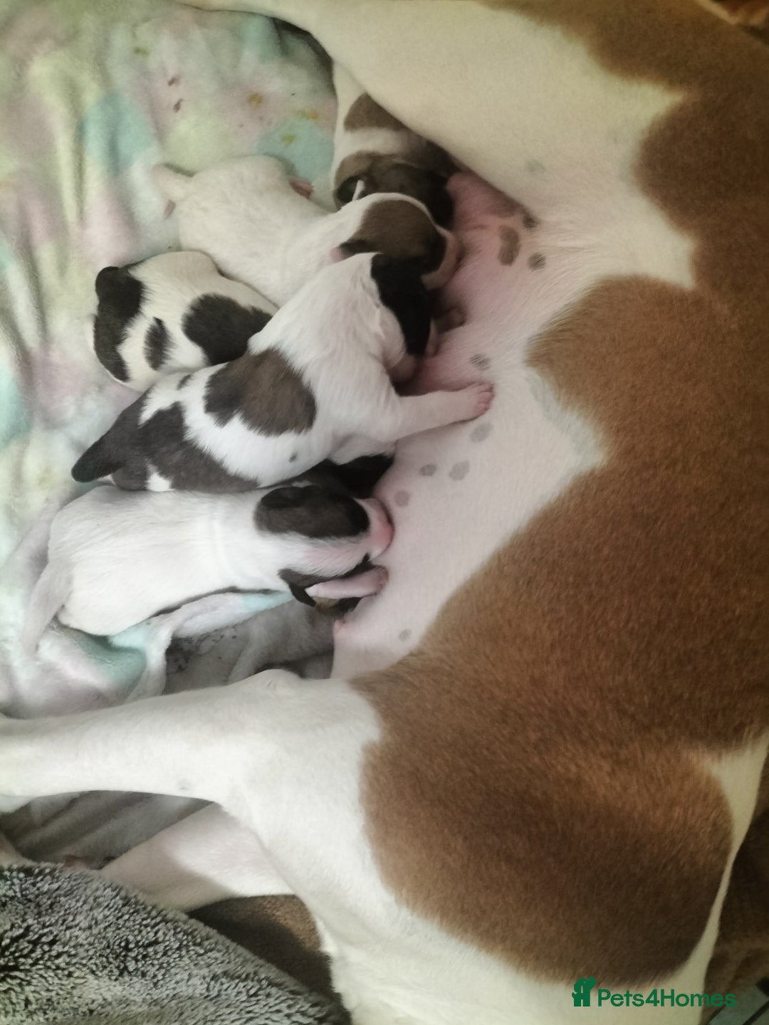 Mixed Breed dogs for sale: Cute litter of puppys - Image 3