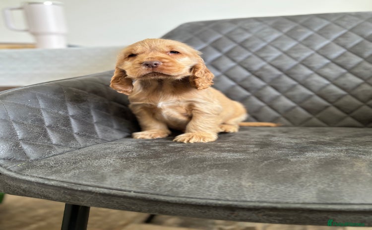 Cocker Spaniel dogs - Advert 5