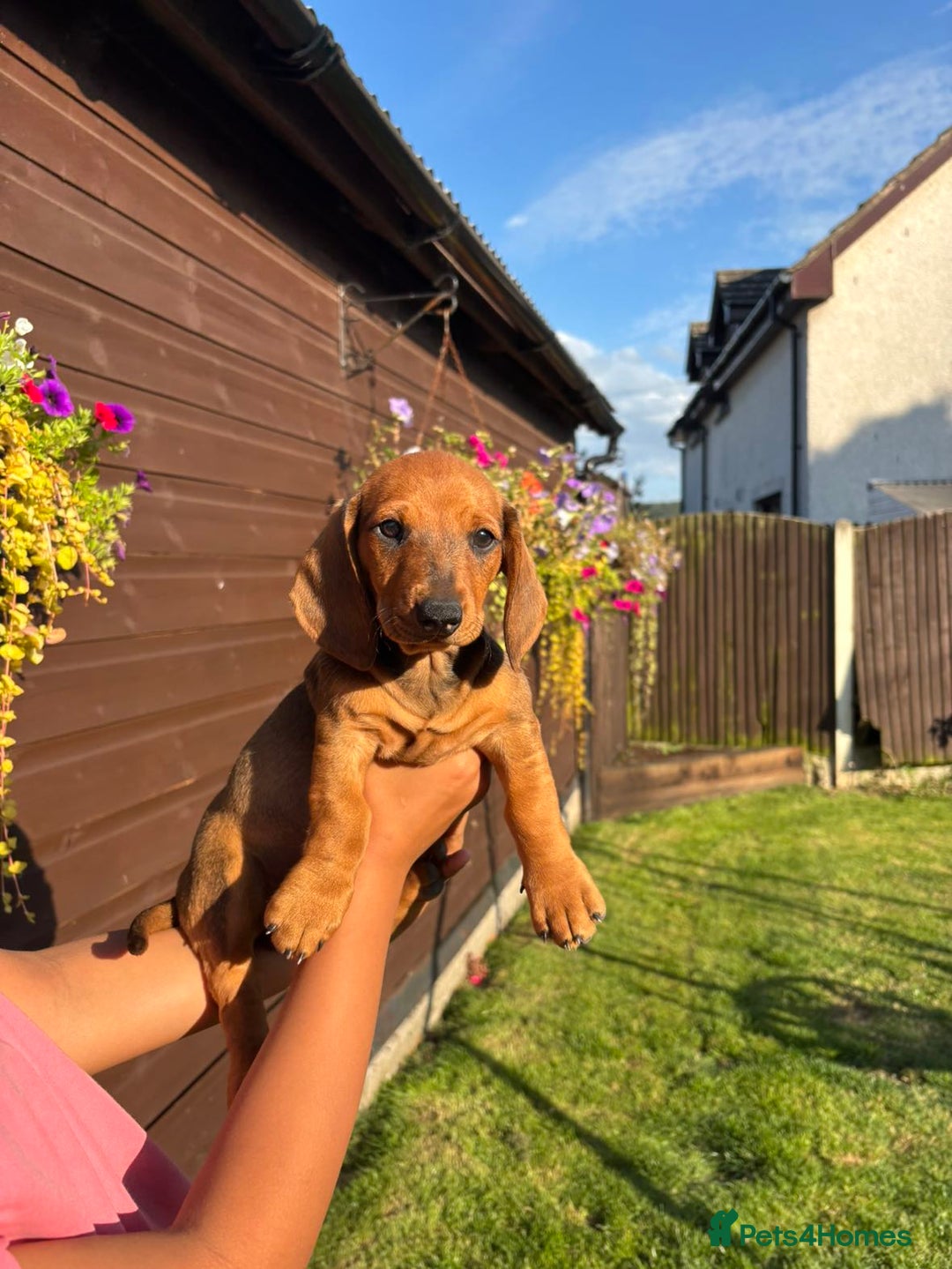 Dachshund dogs for sale: Gorgeous little Dachshund pups - Image 2